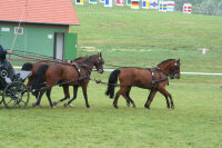 Fine Harness 2-Sp.-Geschirr, Größe Pony, altes...