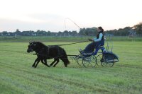 2-Sp.-Kombinationsgeschirr, Pony, schwarz, geschwungen