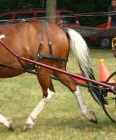 Tragriemen Hintergeschirr MXL braun-Cob/Haflinger